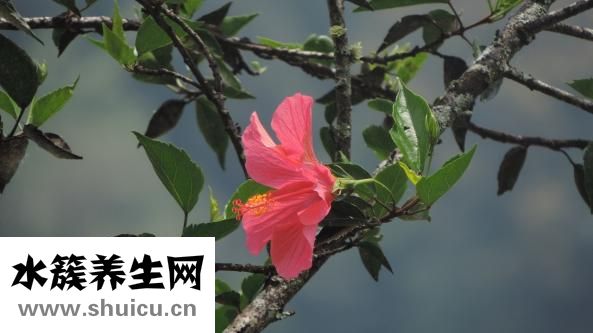 朴槿惠为什么不结婚