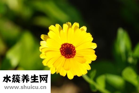 花印药用美白怎么样