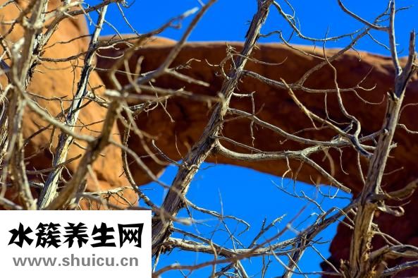 柏娅奴怎么样