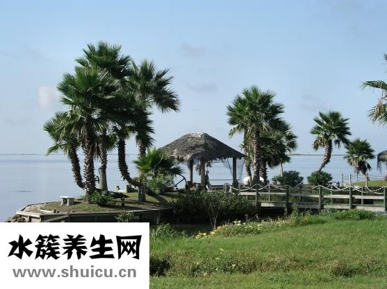 丁曙晴怎么样