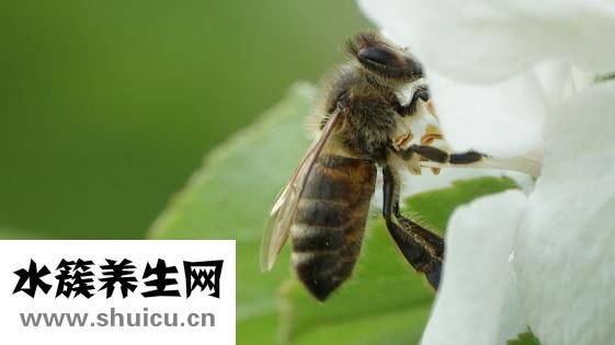 蜜蜂推广团队怎么样
