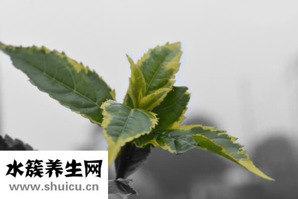 金功夫保健品怎么样