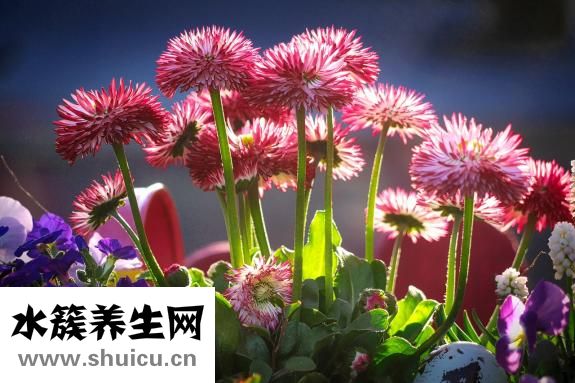如何拜太岁