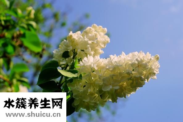塑美减肥效果怎么样