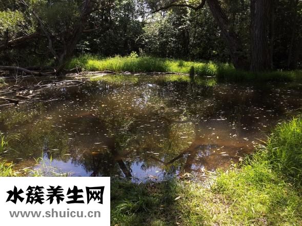 丁曙晴怎么样