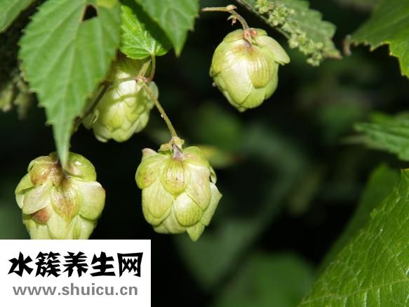 五毒透骨贴怎么样