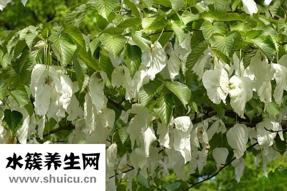 神农世家怎么样