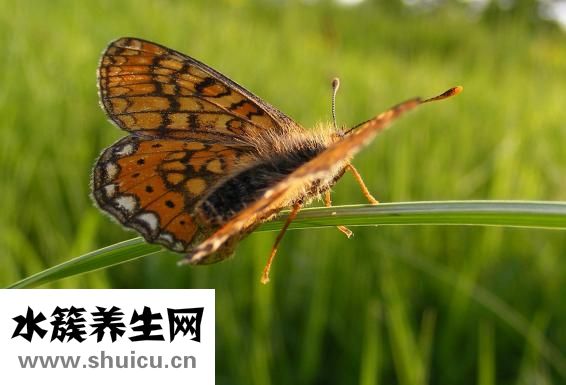 叫花鸡是哪里的菜