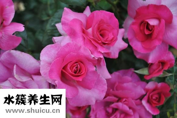 绿伞彩漂怎么样