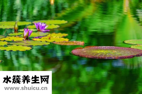 五毒透骨贴怎么样？这样治疗风湿类风湿最好