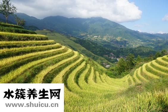 桂花树怎么样分类