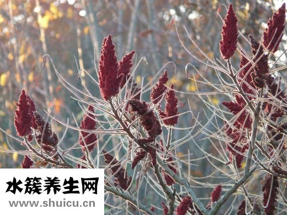 什么叫漆皮