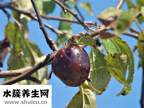 怎么样辨别草鸡