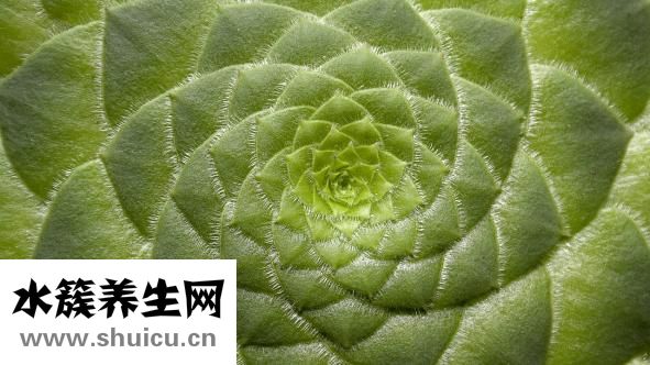 金功夫保健品怎么样
