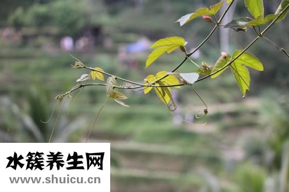 野稻人男衬衫怎么样