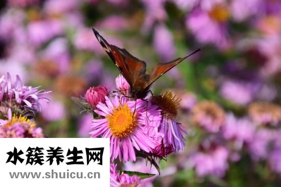 桃花姬阿胶怎么样