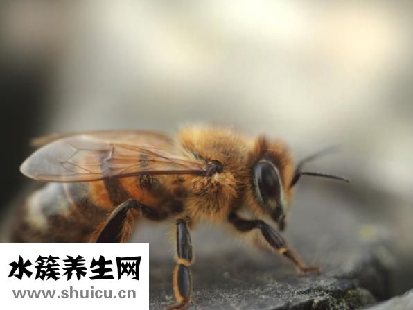 渔之源钓椅怎么样