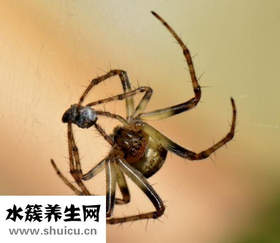 常食用玉石枕可调节免疫力和降血压