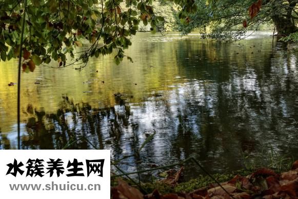 博瑞美水怎么样