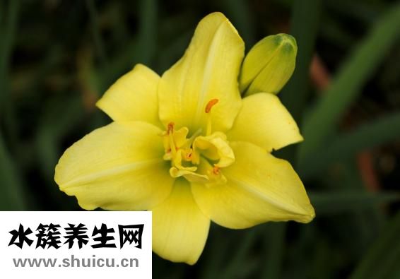 雨萱精油怎么样