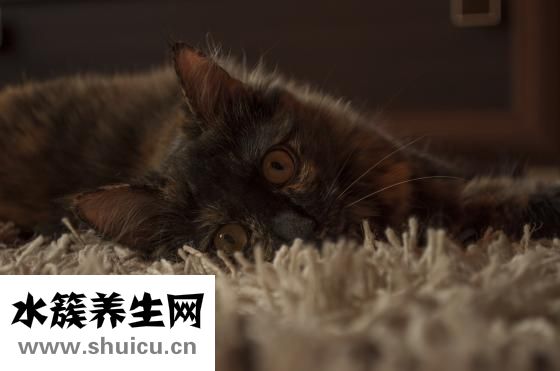 什么叫丹凤眼