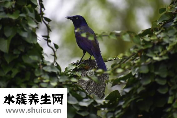 拔鸟的毛会怎么样