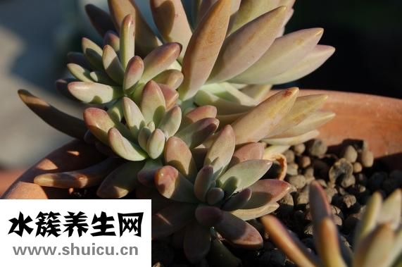 芭欧衣服怎么样