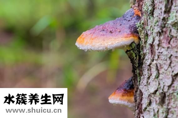 朵蔓丝怎么样