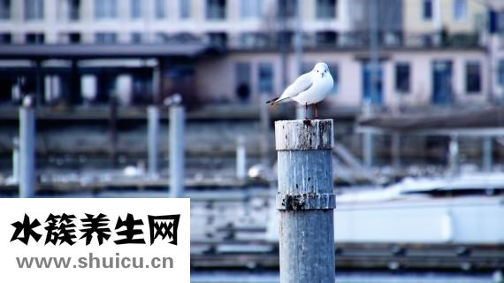 颈环怎么样