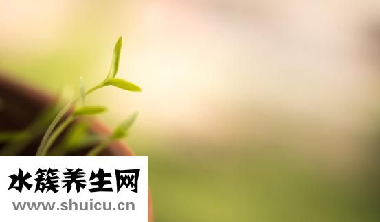 凡茜怎么样