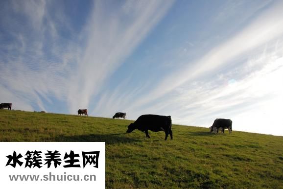 飞鹤超级飞帆怎么样