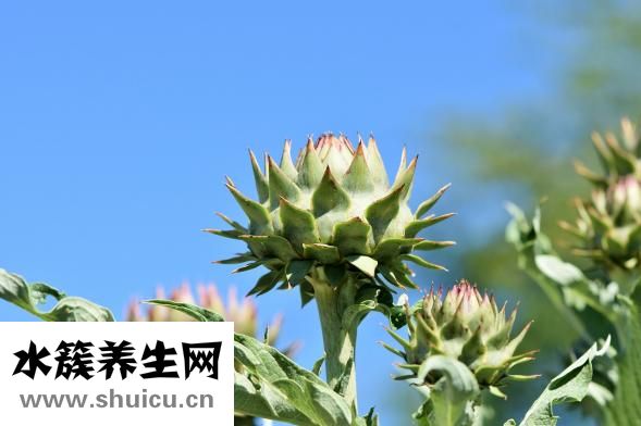 鸿茅药酒怎么样