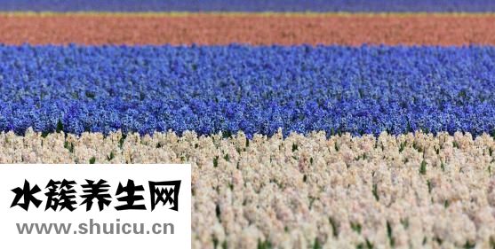 花田色的东西怎么样