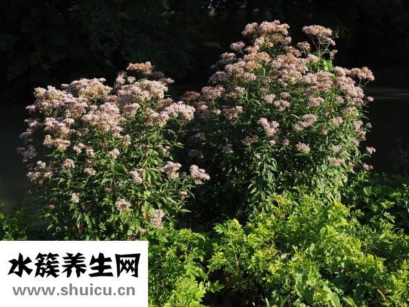 吃螃蟹过敏怎么办