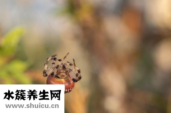 浦瑞特净水器怎么样