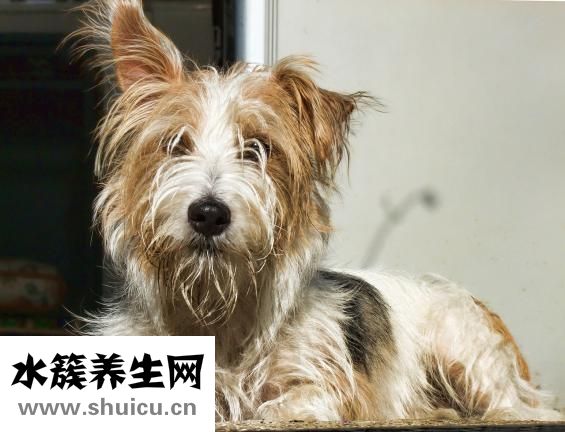 陶丝沐浴露怎么样