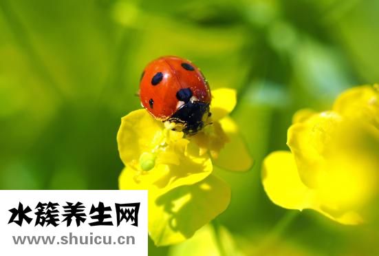 苗一针效果怎么样
