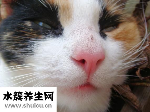 不冬眠的动物有哪些