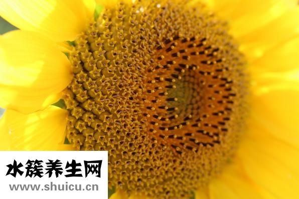 西驰手表怎么样