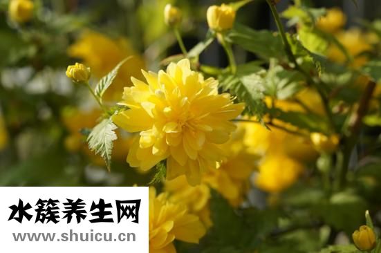 简历个人能力怎么写