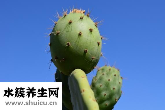 蜀尚蓉雅怎么样