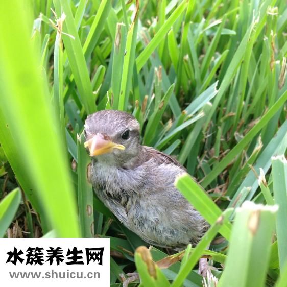 简历个人能力怎么写