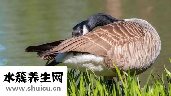 康衣儿羽绒服怎么样