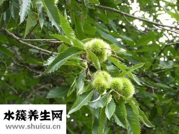 可音可早教怎么样