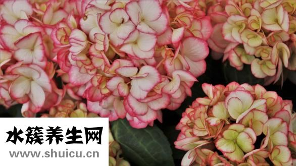 牛皮癣怎么办