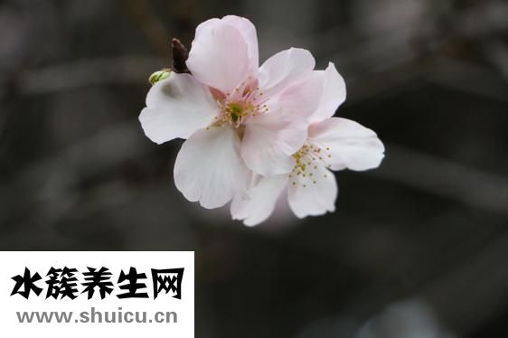 什么是体外受精