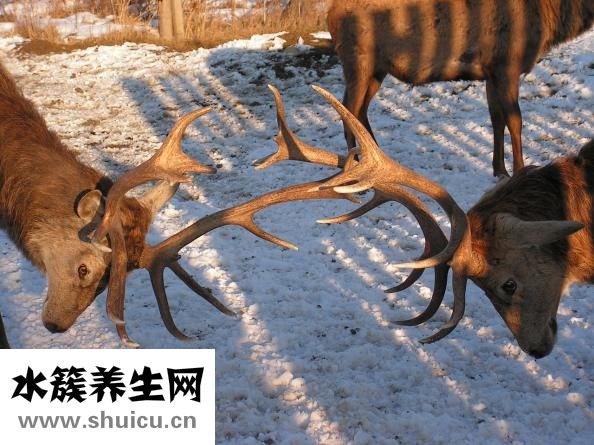 牧鹿服饰怎么样
