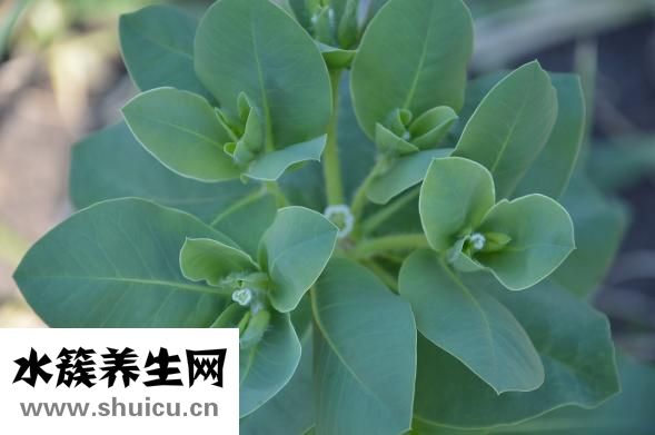 田国静修复怎么样