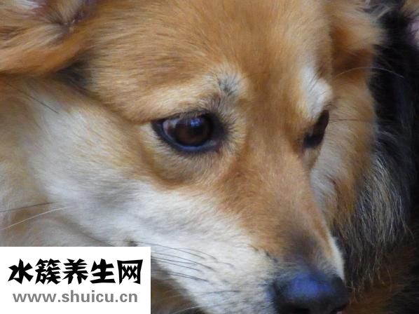 袁腾飞眼睛怎么了