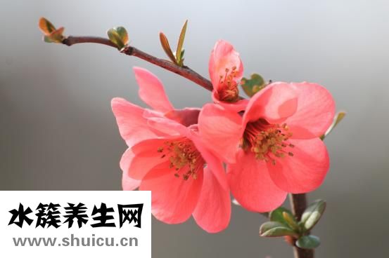 竹海一品怎么样